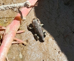 Rhinella atacamensis