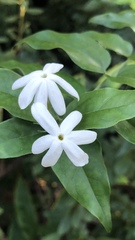 Jasminum multiflorum