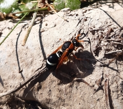 Hypodynerus tuberculatus