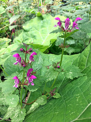 Lamium maculatum