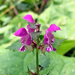 Lamium maculatum