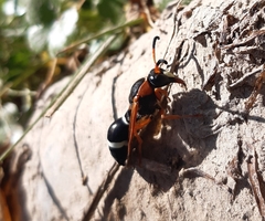 Hypodynerus tuberculatus