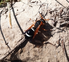 Hypodynerus tuberculatus