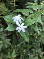 Jasminum multiflorum