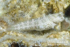 Salarias alboguttatus