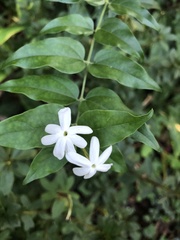 Jasminum multiflorum