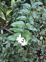 Jasminum multiflorum