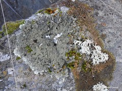 Xanthoparmelia pulla