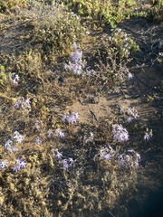 Leucocoryne coquimbensis