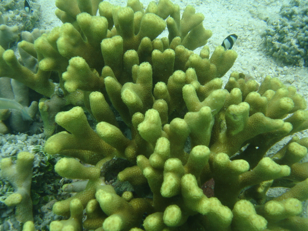 Porites attenuata in November 2009 by Erasmo Macaya Horta · iNaturalist