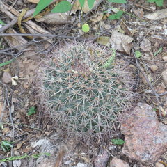 Mammillaria johnstonii