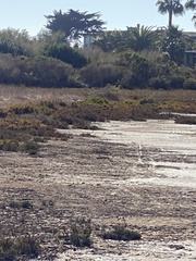 Arthroceras subterminale