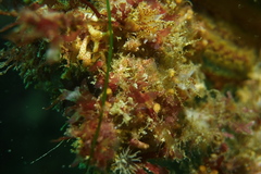 Apata pricei