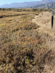 Arthroceras subterminale