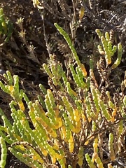 Arthroceras subterminale