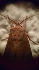 Hemiceratinae