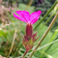 Silene dioica