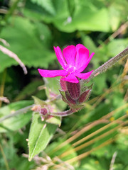 Silene dioica