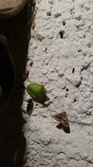 Chlorocoris flaviviridis