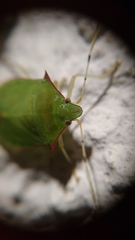 Chlorocoris flaviviridis