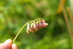 Vicia gigantea