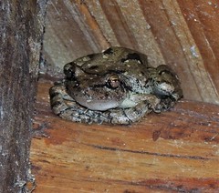 Scinax nasicus