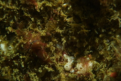 Clavelina