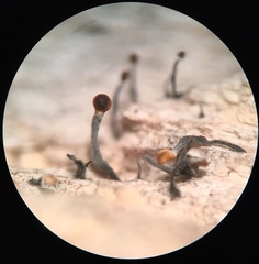 Stilbocrea gracilipes