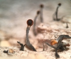 Stilbocrea gracilipes