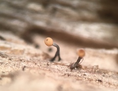 Stilbocrea gracilipes