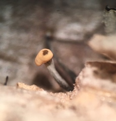 Stilbocrea gracilipes