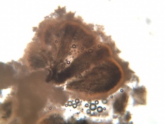 Stilbocrea gracilipes