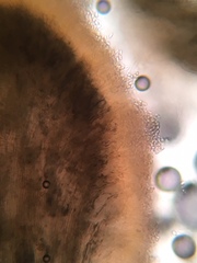 Stilbocrea gracilipes