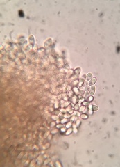 Stilbocrea gracilipes