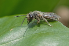 Andrena cineraria