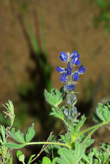 Lupinus micranthus