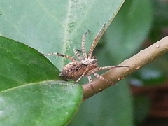 Sanogasta