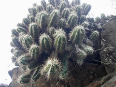 Echinocereus cinerascens cinerascens