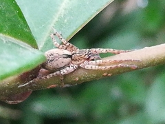 Sanogasta
