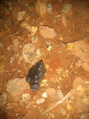 Elachistocleis cesarii