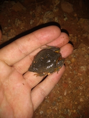 Elachistocleis cesarii