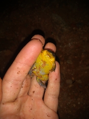 Elachistocleis cesarii