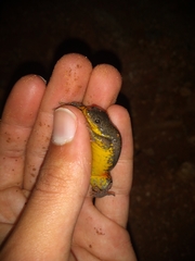 Elachistocleis cesarii