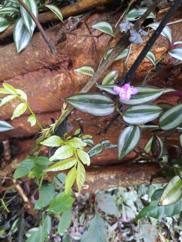 Tradescantia zebrina image