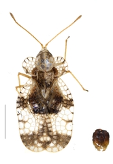 Stephanitis oschanini