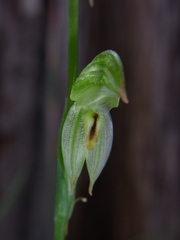 Pterostylis longifolia