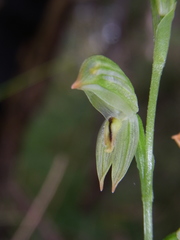 Pterostylis longifolia