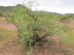 Mimosa distachya laxiflora