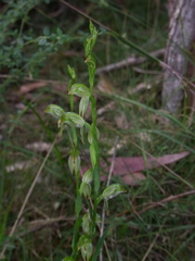 Pterostylis longifolia
