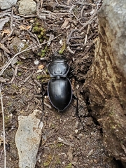 Pasimachus elongatus